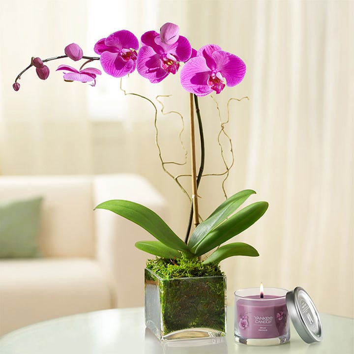 Purple Phalaenopsis Orchid