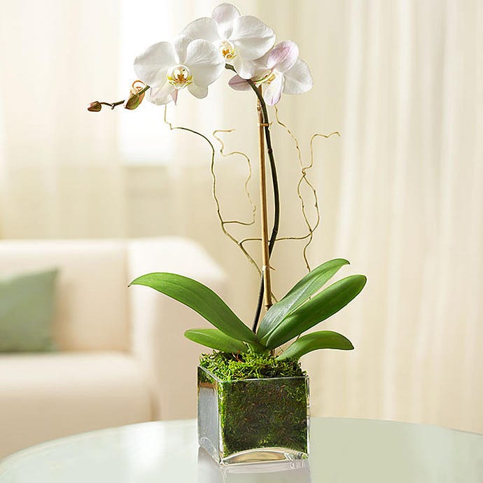 Purple Phalaenopsis Orchid