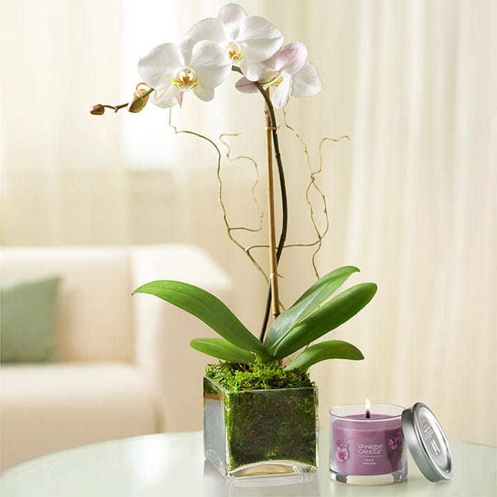 Purple Phalaenopsis Orchid