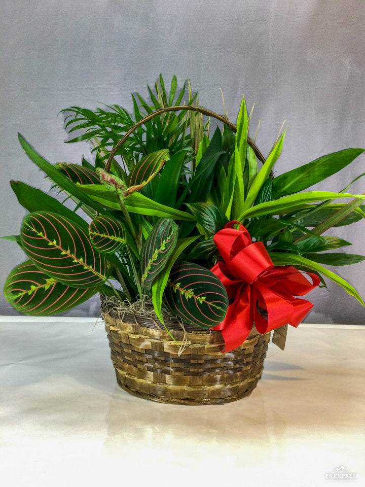 Basket Dish Garden Plant