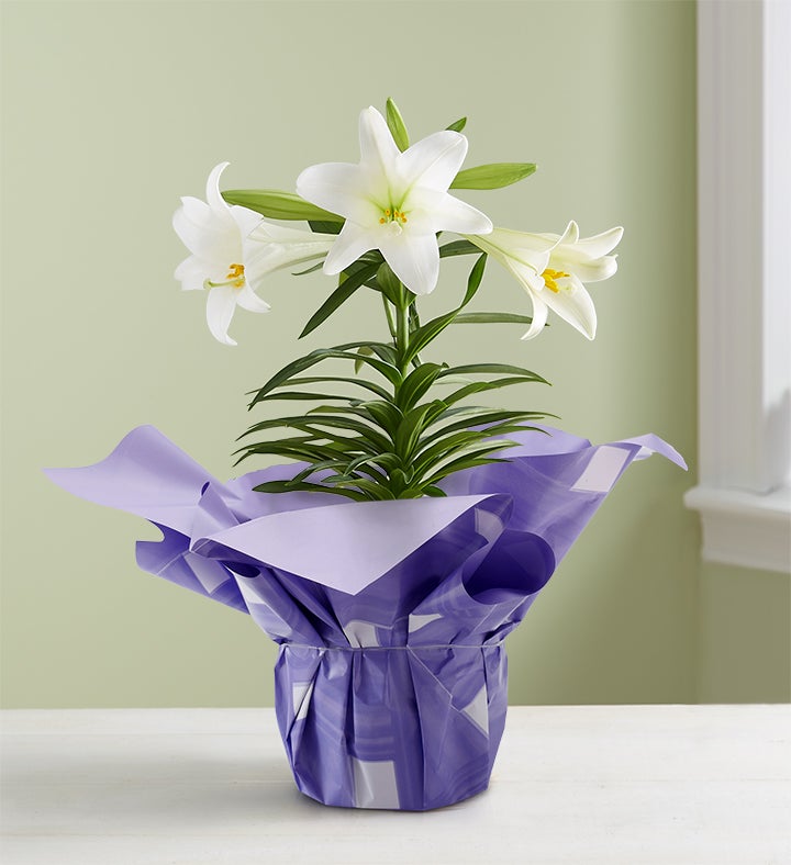 Easter Sentiments Lily Plant