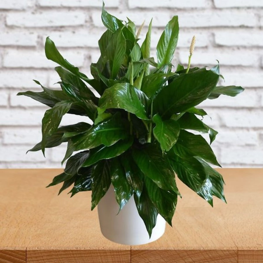 Small Elegant Spathiphyllum