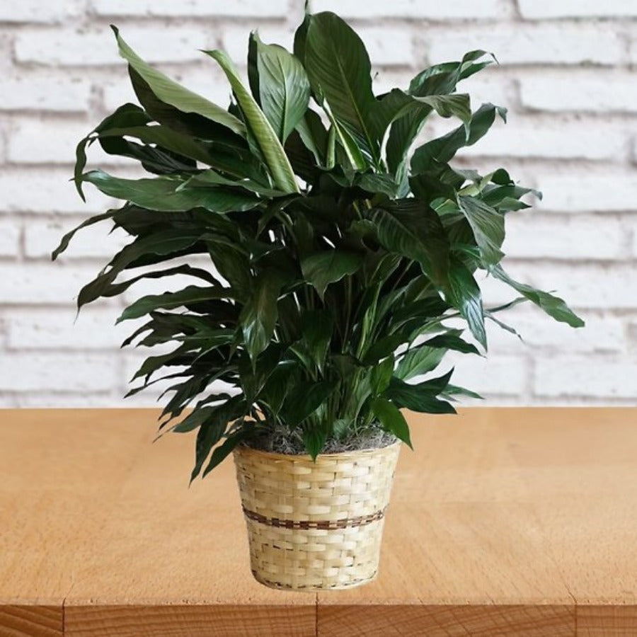 Small Elegant Spathiphyllum