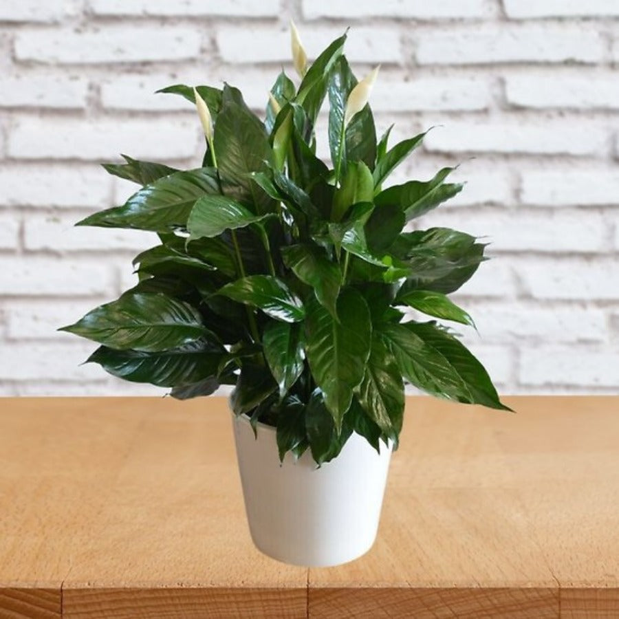 Small Elegant Spathiphyllum