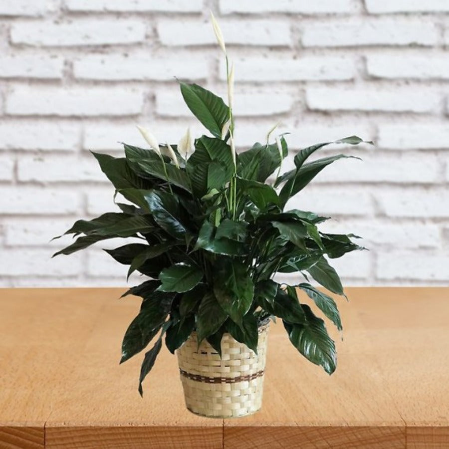 Small Elegant Spathiphyllum
