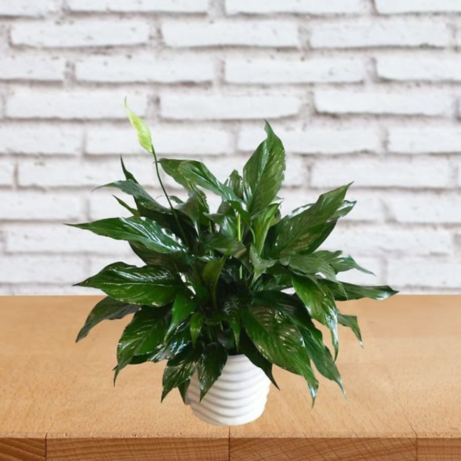 Small Elegant Spathiphyllum