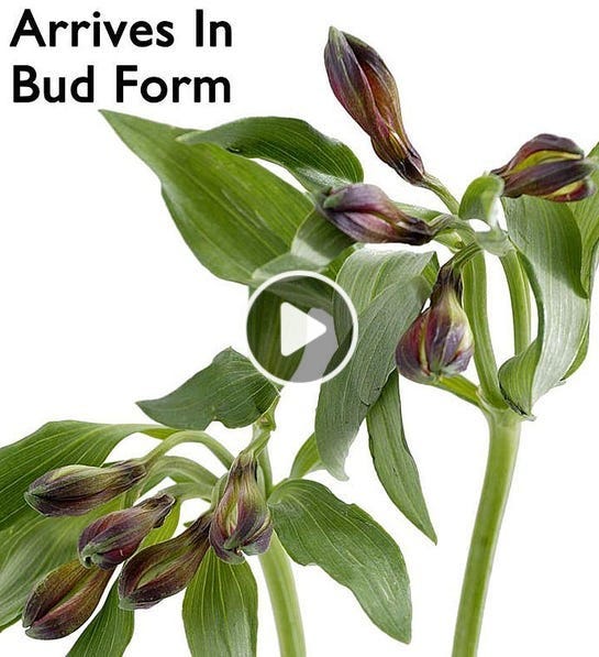 Nature's Charm Bouquet
