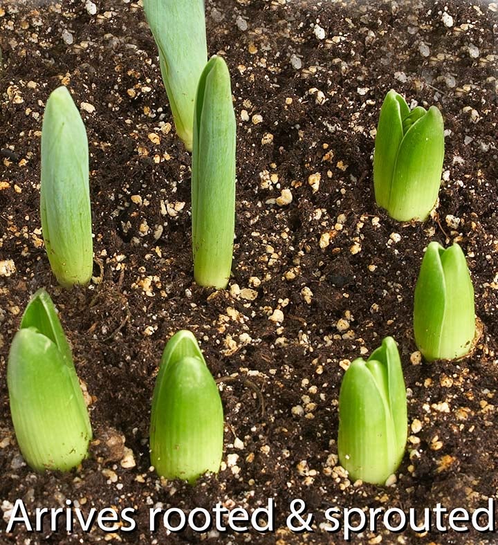 Sweet Spring Tulip Bulb Garden